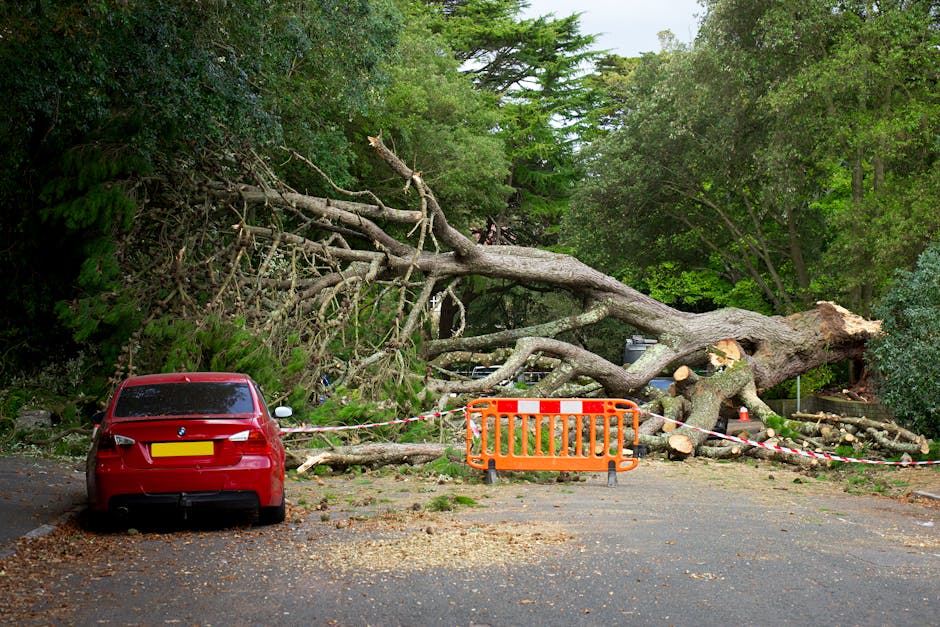 A red BMW car parked on a paved driveway in front of a fallen large tree with thick branches and extensive foliage, which has collapsed onto the area. The fallen tree appears to have been recently cut or snapped, with visible fresh wood and debris scattered on the ground. An orange safety barrier and red-and-white striped tape are set up around the tree, indicating the scene is a restricted or hazardous area. The driveway is adjacent to a lush, green residential area with tall trees and dense foliage in the background. This image depicts a scene requiring professional house removal and tree clearance services, such as those offered by Man with Van Elmstead, emphasizing the importance of careful handling of obstacles during home relocation and furniture transport processes.