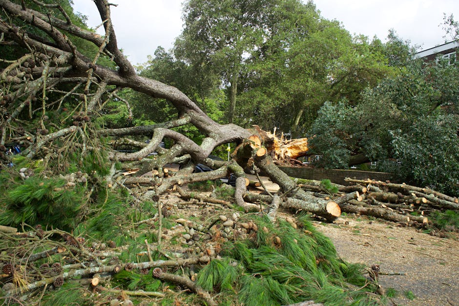 A red BMW car parked on a paved driveway in front of a fallen large tree with thick branches and extensive foliage, which has collapsed onto the area. The fallen tree appears to have been recently cut or snapped, with visible fresh wood and debris scattered on the ground. An orange safety barrier and red-and-white striped tape are set up around the tree, indicating the scene is a restricted or hazardous area. The driveway is adjacent to a lush, green residential area with tall trees and dense foliage in the background. This image depicts a scene requiring professional house removal and tree clearance services, such as those offered by Man with Van Elmstead, emphasizing the importance of careful handling of obstacles during home relocation and furniture transport processes.